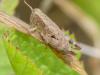 Pezotettix giornae